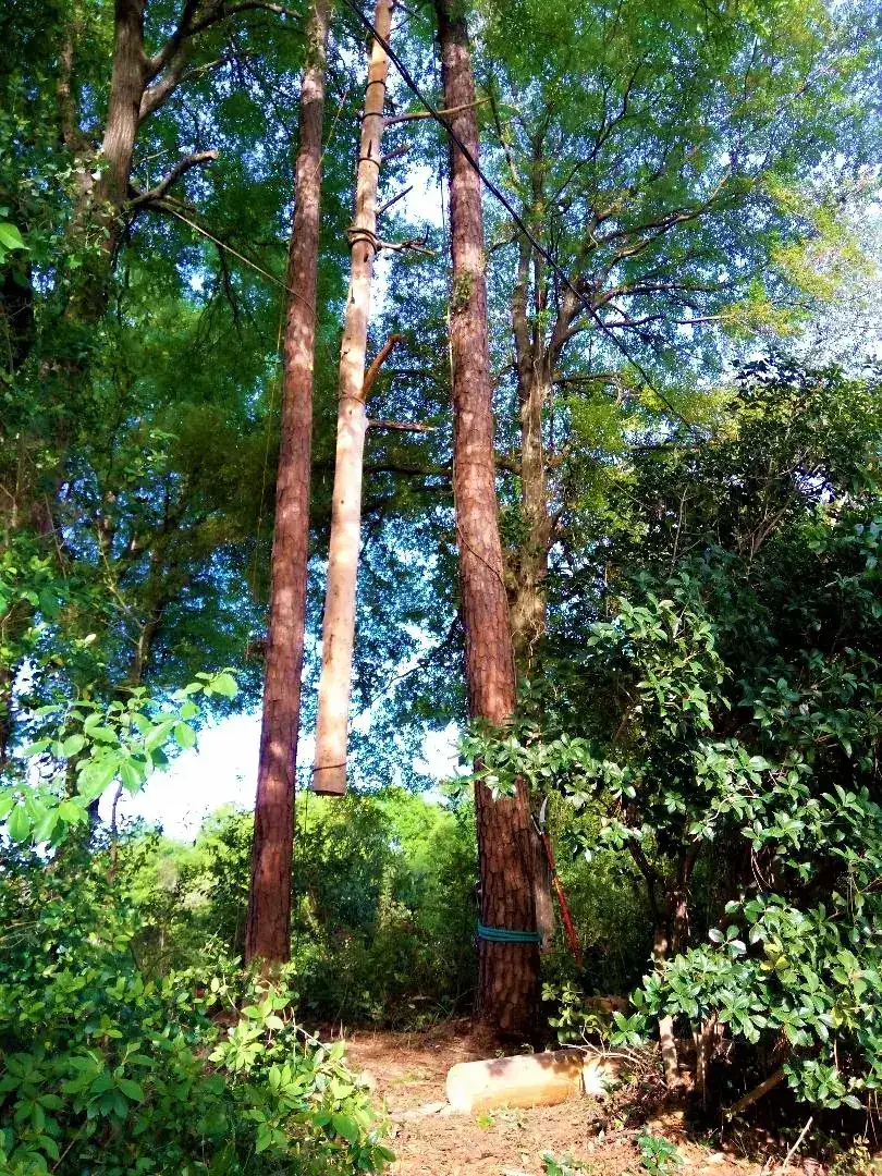 Project #10 — Trip's Tree Service, Wilmington NC