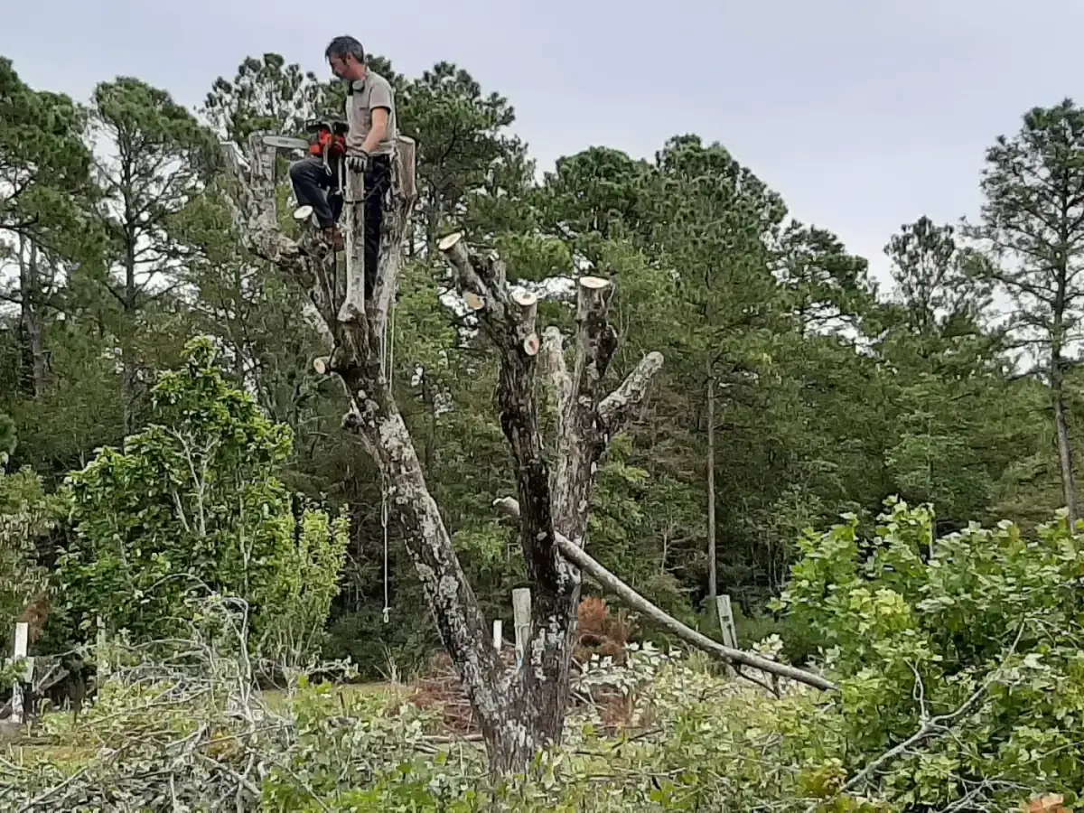 Project #02 — Trip's Tree Service, Wilmington NC