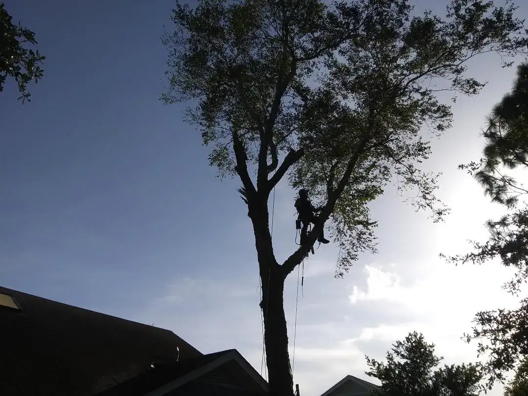 Project #03 — Trip's Tree Service, Wilmington NC