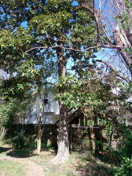 Project #08 — Trip's Tree Service, Wilmington NC