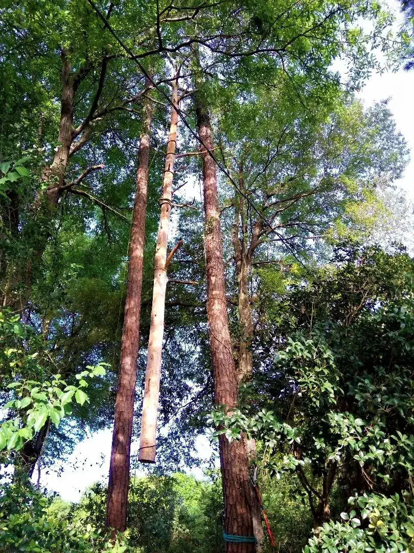 Project #09 — Trip's Tree Service, Wilmington NC